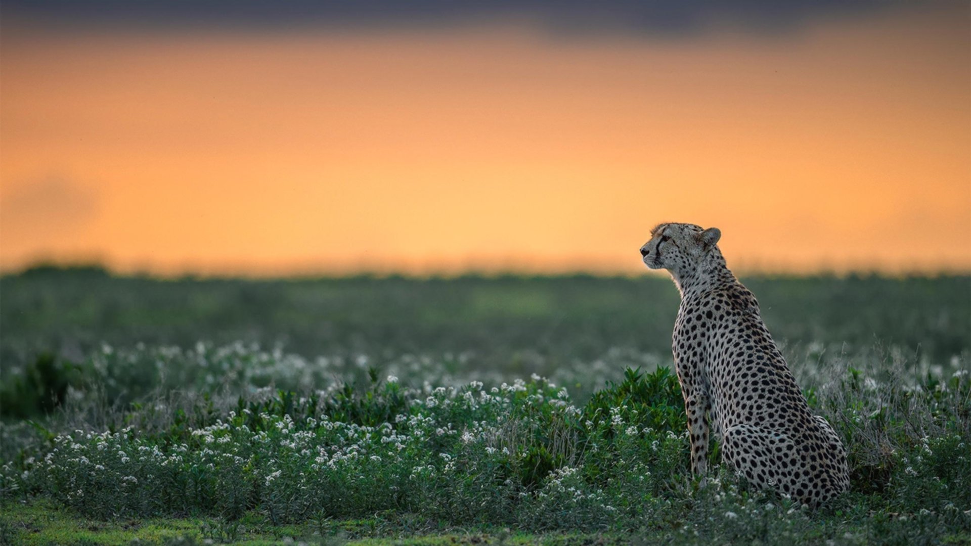 MILANSPORT入口-德甲低开销运营模式下的冠军路线图，德甲营收  第2张