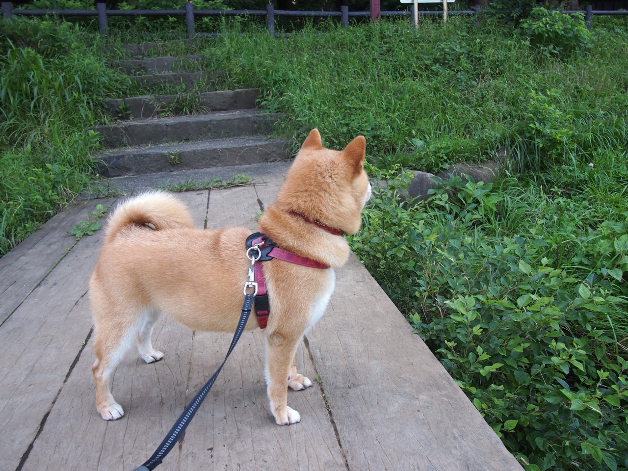 -德甲球队高强度对抗中体能消耗与技术失误关联，德甲的水平  第1张