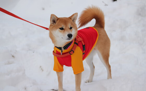 AC米兰-新闻中心开展社会责任宣传周，新闻中心开展社会责任宣传周工作  第2张