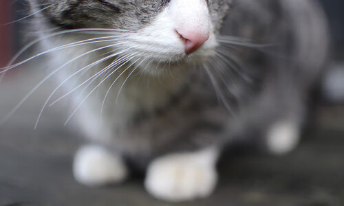 MILANSPORT下载-中国男篮重视球员健康管理 提高恢复效率，中国男篮饮食