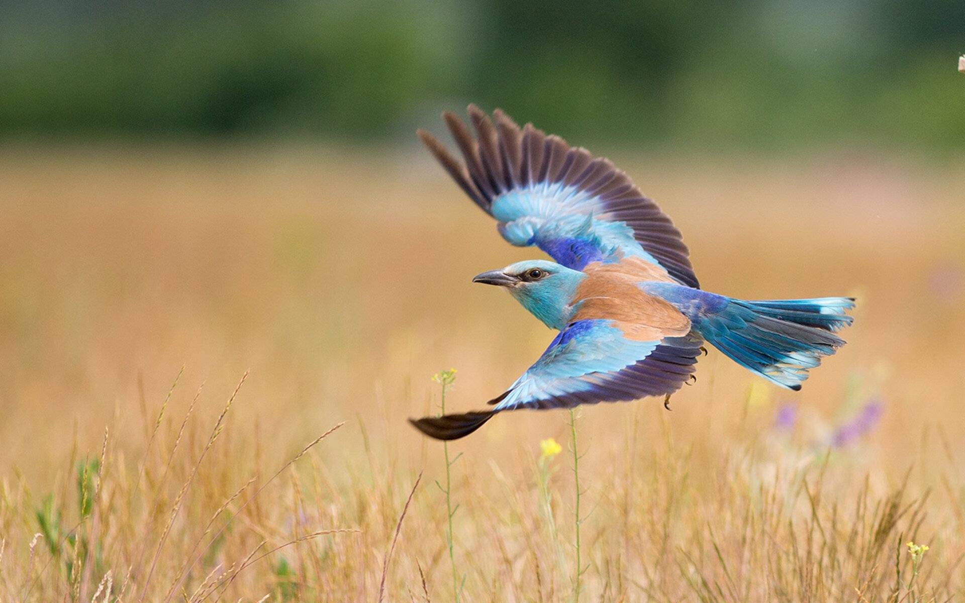 MILANSPORT下载-中国男篮重视球员健康管理 提高恢复效率，中国男篮饮食