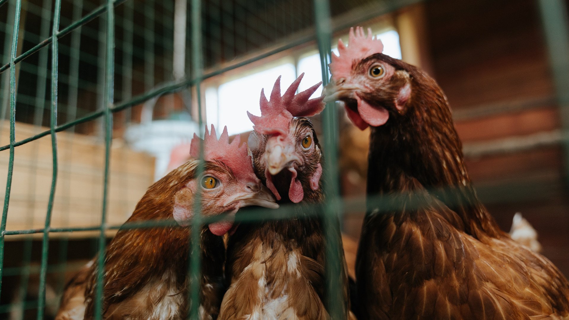 MILANSPORT入口-五大联赛球员租借体系是否利于新人成长，五大联赛球队收入