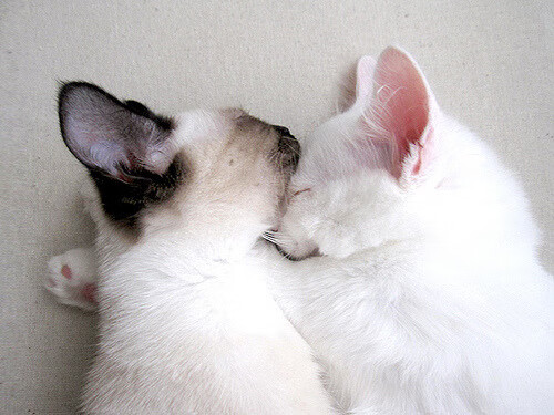 米兰体育官网-体育新闻中心支持退役运动员自媒体发展平台搭建，体育局退役运动员