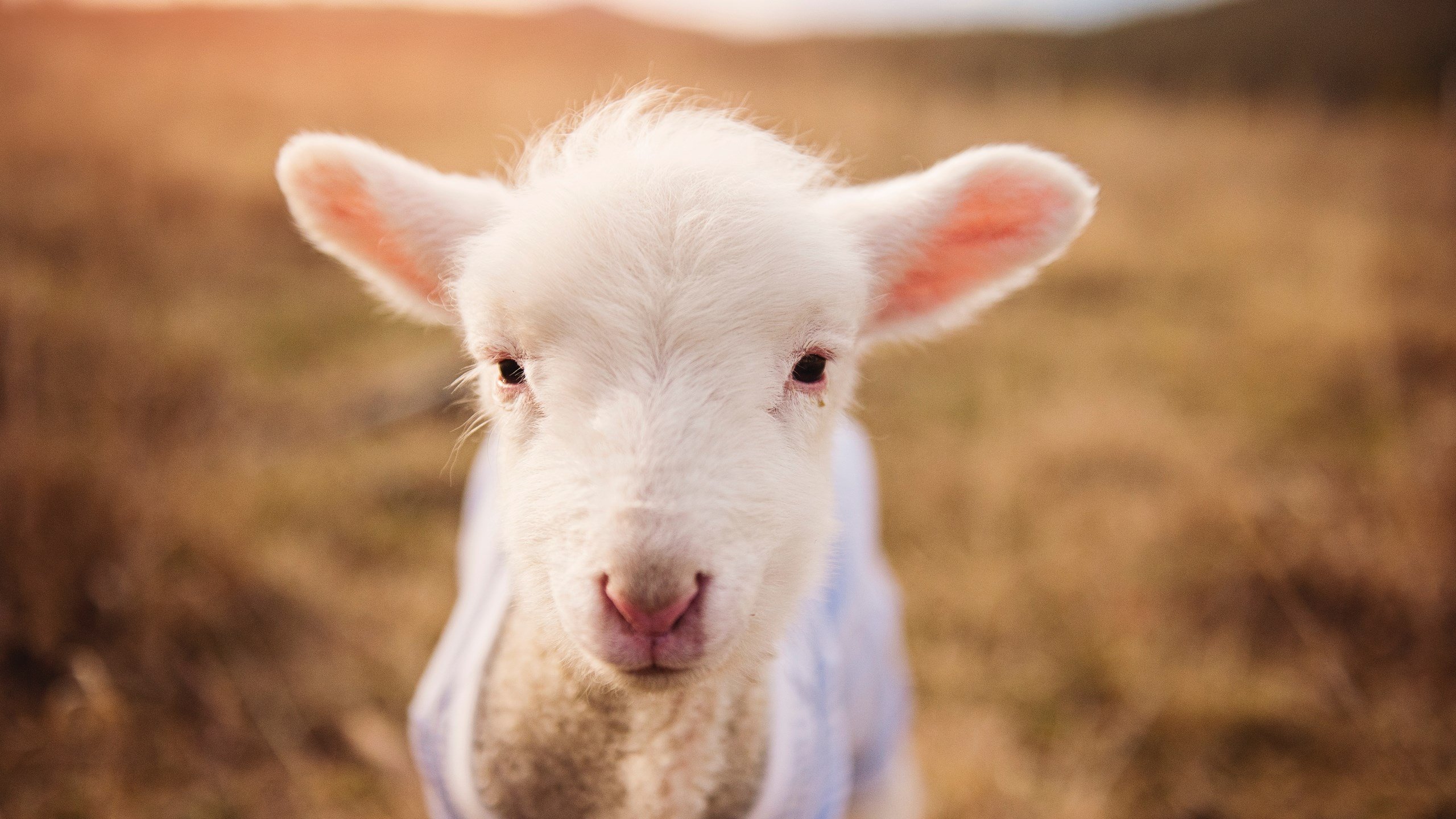 Milan Sports-团体赛引发热议，乒乓球赛制走向多样化，乒乓球团体赛赛制种类