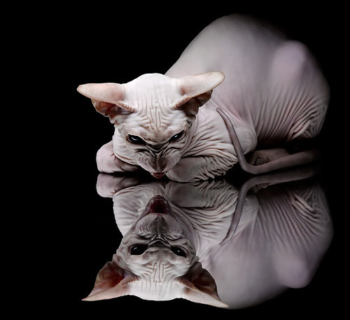 AC米兰-德美日蛙泳转身动作对比，蛙泳比赛转身视频