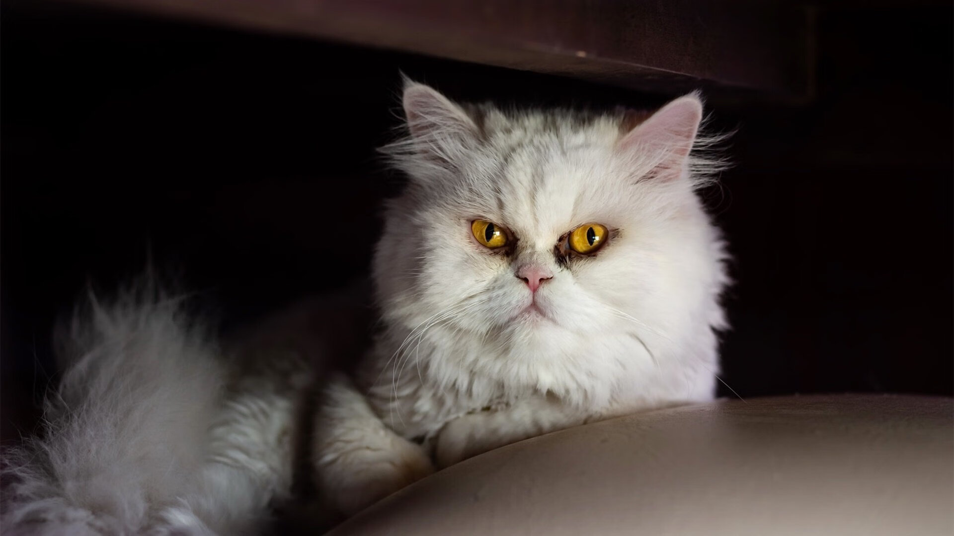 -瑞典队未来：如何借助数据分析和科技提升竞技水平，瑞典球队如何