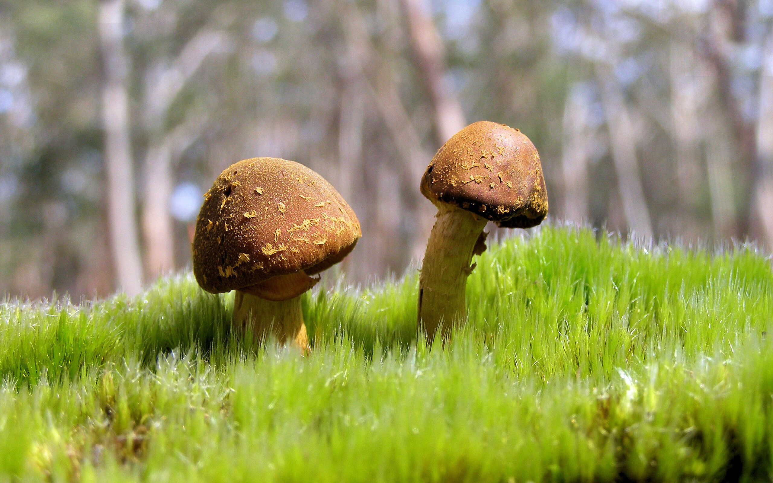 米兰体育APP-自由式滑雪运动员训练强度加大，自由式滑雪中技巧的核心训练模式是什么