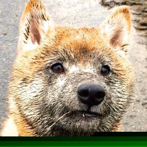 米兰体育官网-“埃尔斯·霍斯特：南非队防守的定海神针”