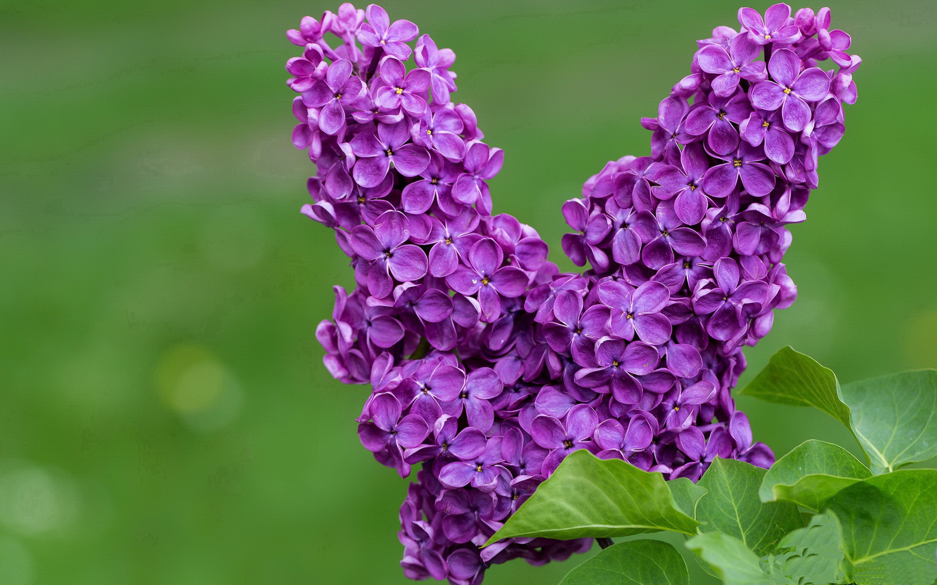 AC米兰-乌拉圭女篮在南美锦标赛中荣获佳绩，迈向国际舞台新高峰，乌拉圭美女球迷