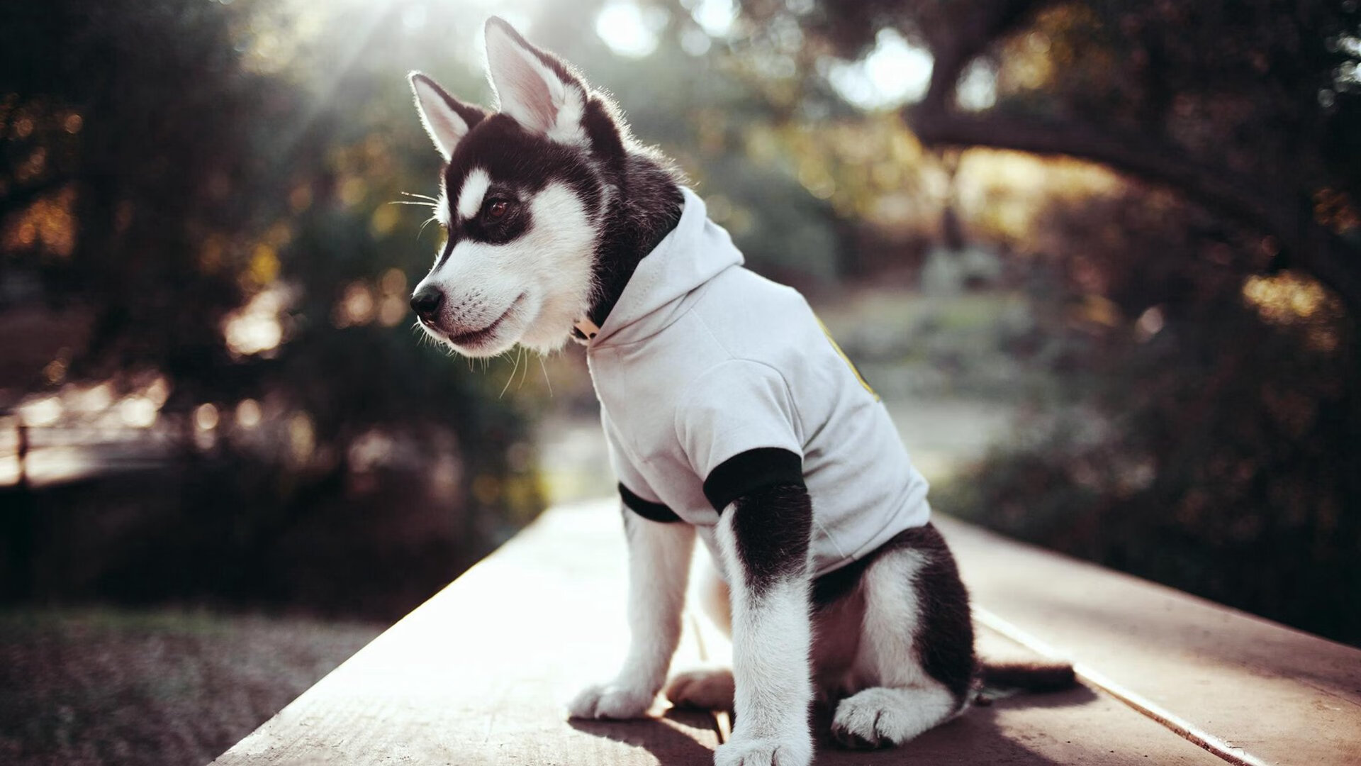 米兰体育官网-乔·莫伊：全黑队的“铁血战士”，在scrum中毫不退让