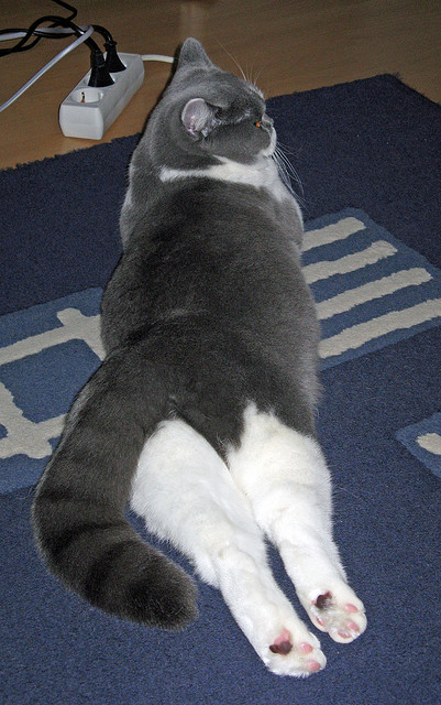 MILANSPORT入口-冲刺阶段划频节奏显著加快，冲刺的节奏