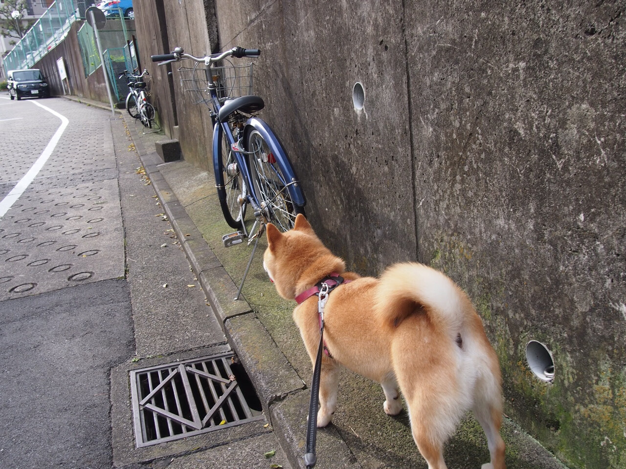 米兰登录入口-凯琳·科贝特突破极限实现自我超越,凯特琳科比