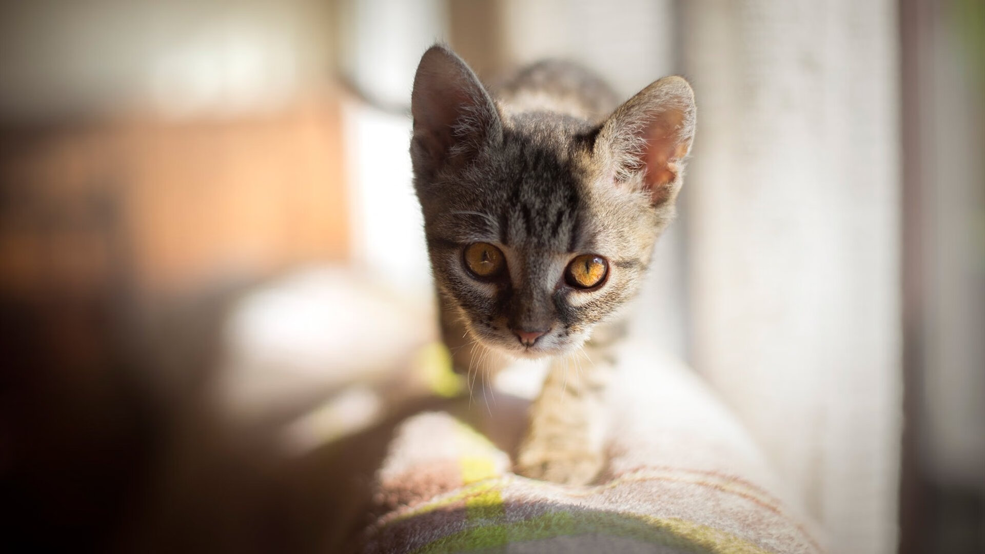 MILANSPORT下载-哈登强调团队配合优先于个人得分,哈登的战队