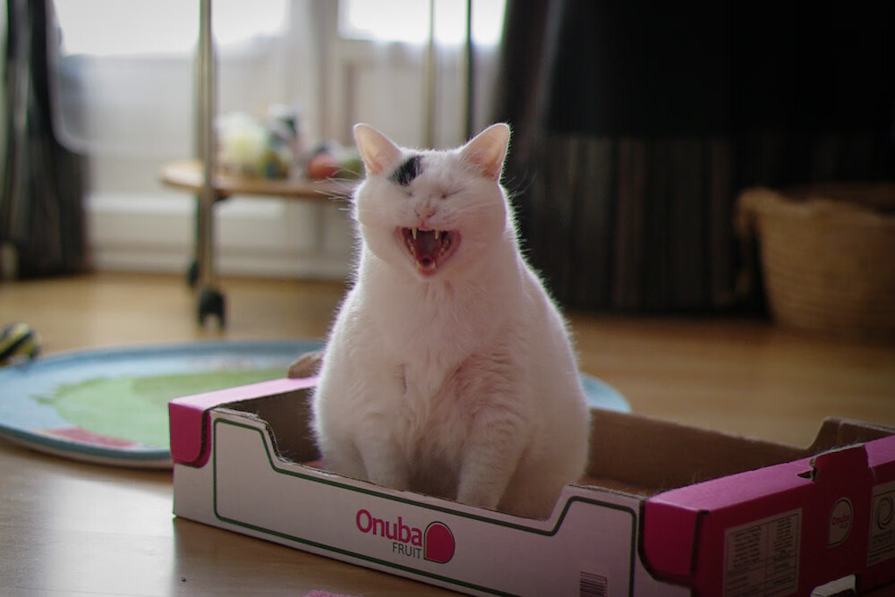 -帕利斯特女子800米自由泳赛场新星,女子800米自由泳决赛视频