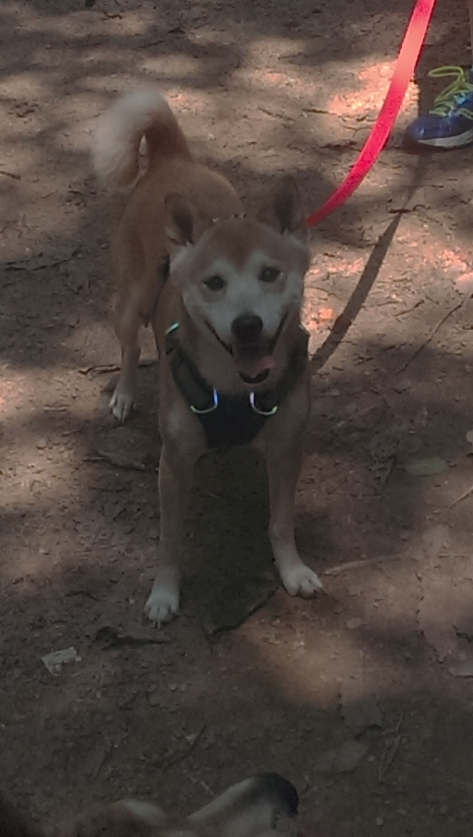 米兰登录入口-英国蝶泳老将普劳德再显锋芒，普劳德游泳